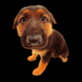 /album/cachorros-narigudos/puppy-7-png/